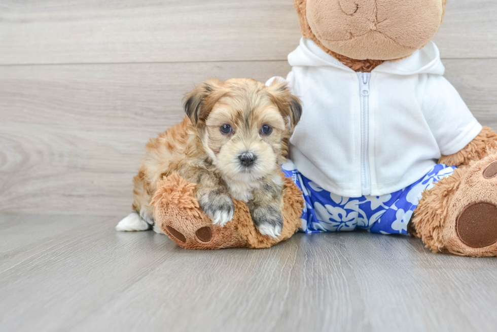 Morkie Puppy for Adoption