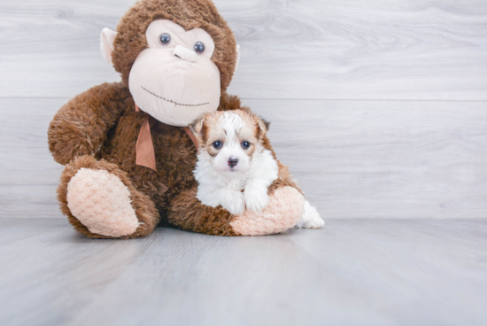 Morkie Pup Being Cute