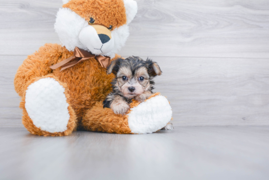 Morkie Pup Being Cute