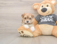 8 week old Morkie Puppy For Sale - Premier Pups