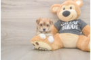 Small Morkie Baby