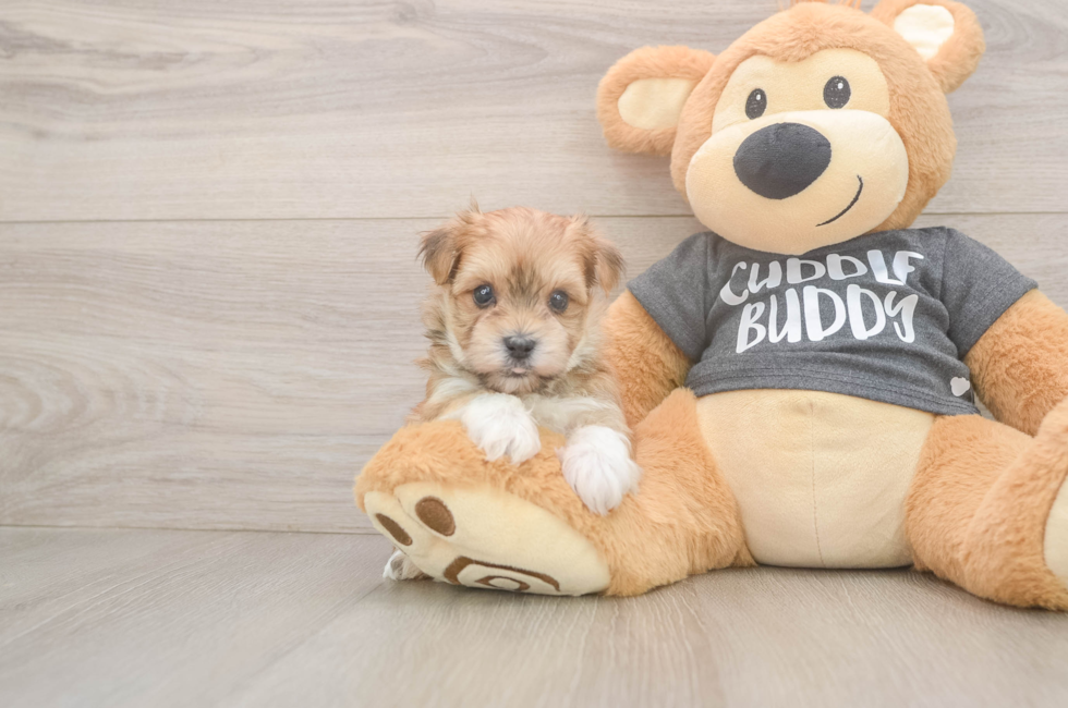 5 week old Morkie Puppy For Sale - Premier Pups