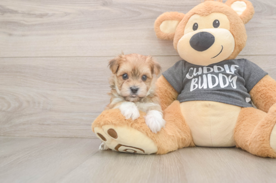 Small Morkie Baby