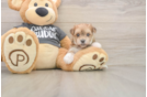 Small Morkie Baby