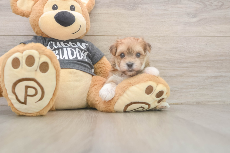 Small Morkie Baby