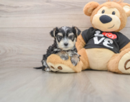 5 week old Morkie Puppy For Sale - Premier Pups