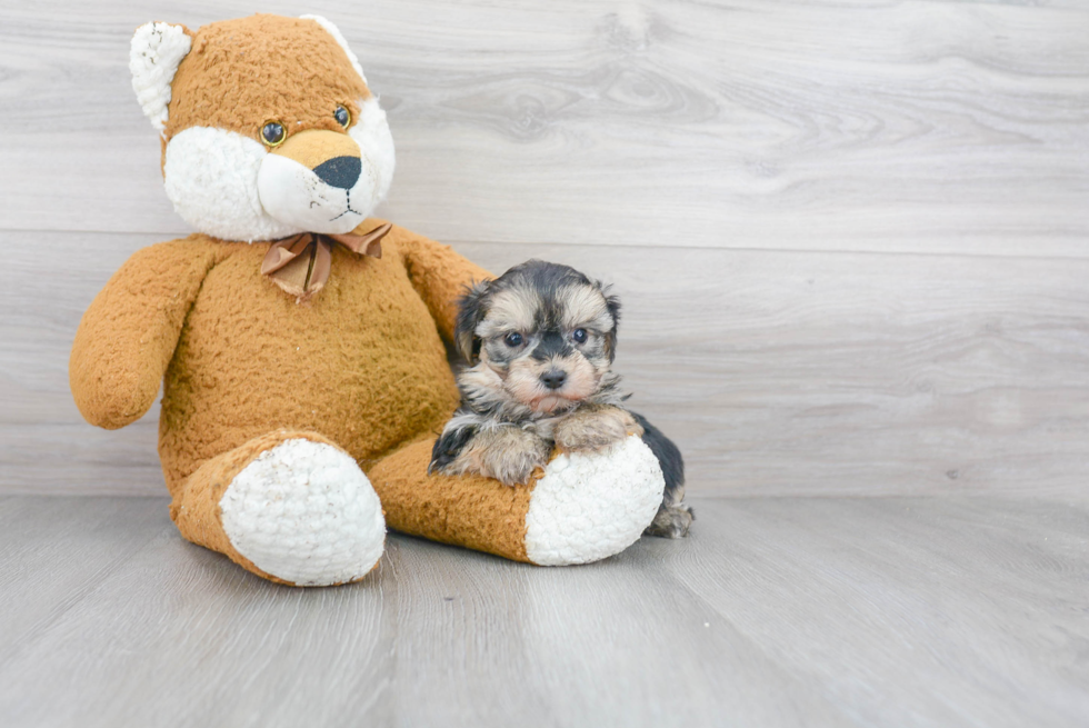 Morkie Pup Being Cute