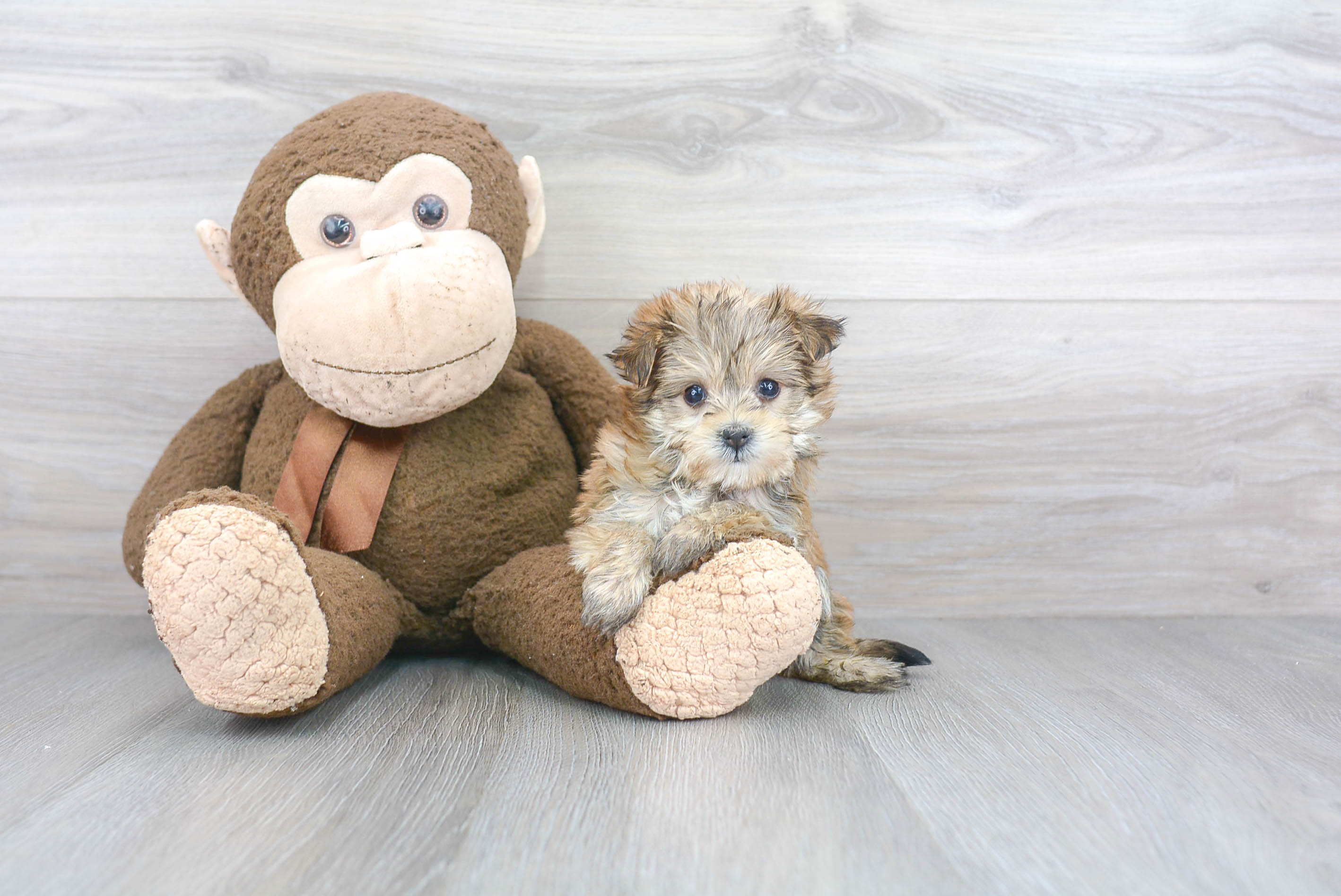 Funny Morkie Designer Pup