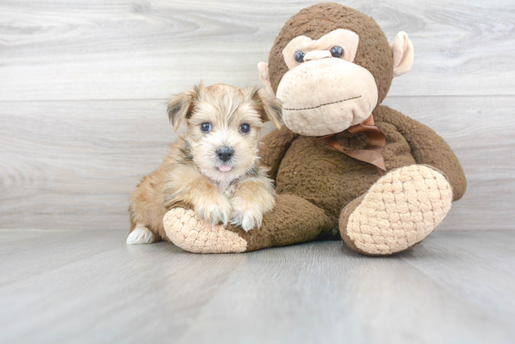 Fluffy Morkie Designer Pup