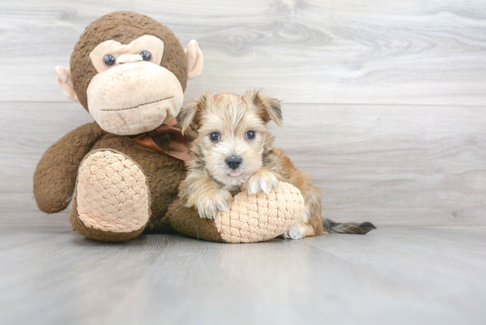 Cute Morkie Baby