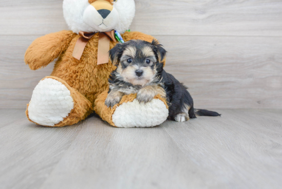 Popular Morkie Designer Pup