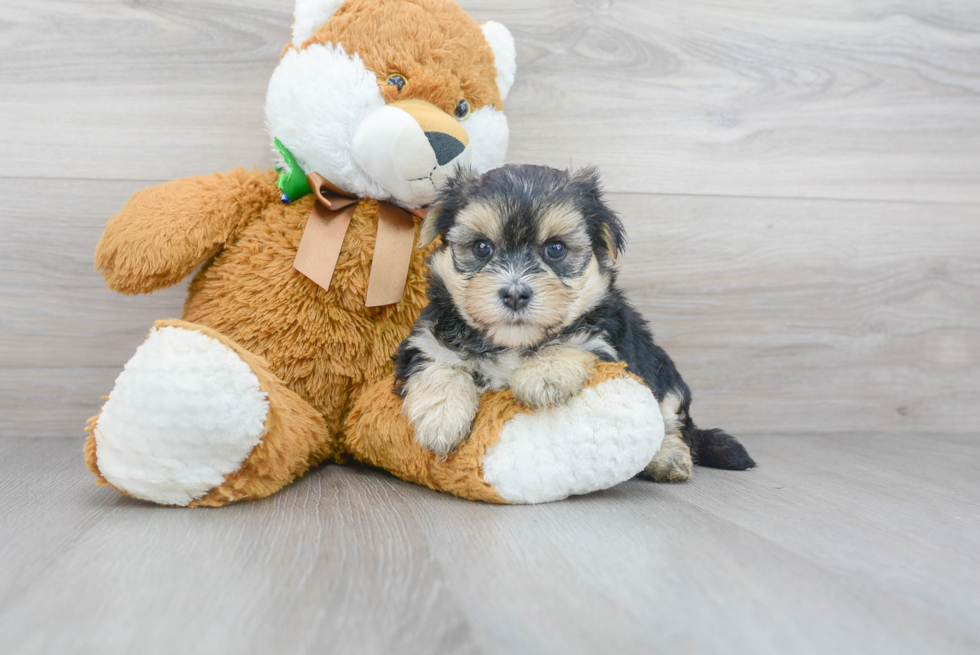 Morkie Pup Being Cute