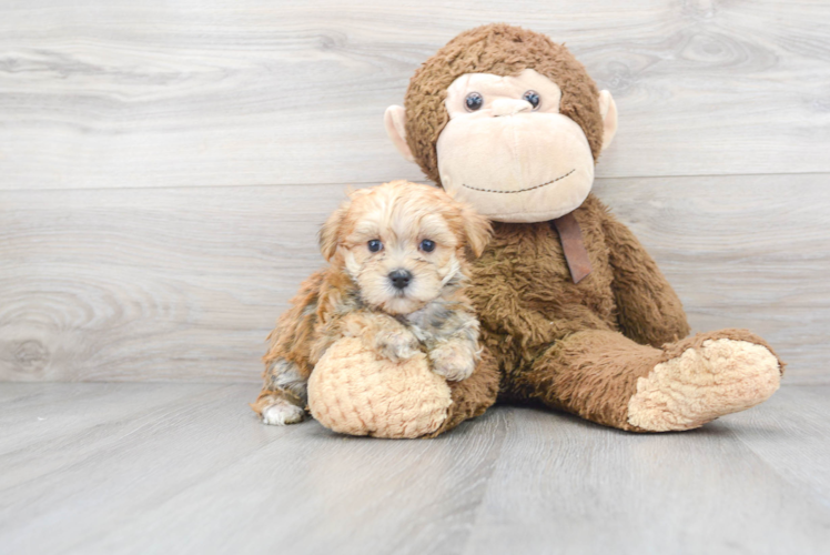 Morkie Pup Being Cute