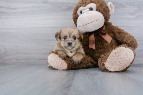 Morkie Pup Being Cute