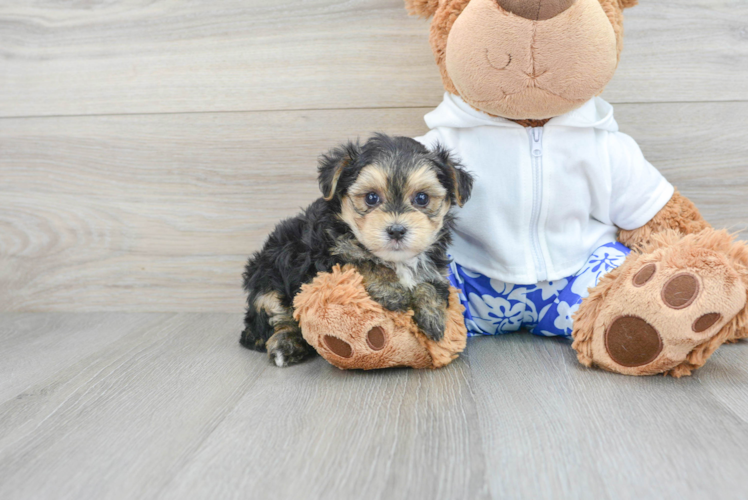 Energetic Yorkie Designer Puppy