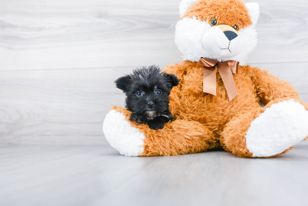 Morkie Pup Being Cute