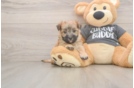 Morkie Puppy for Adoption