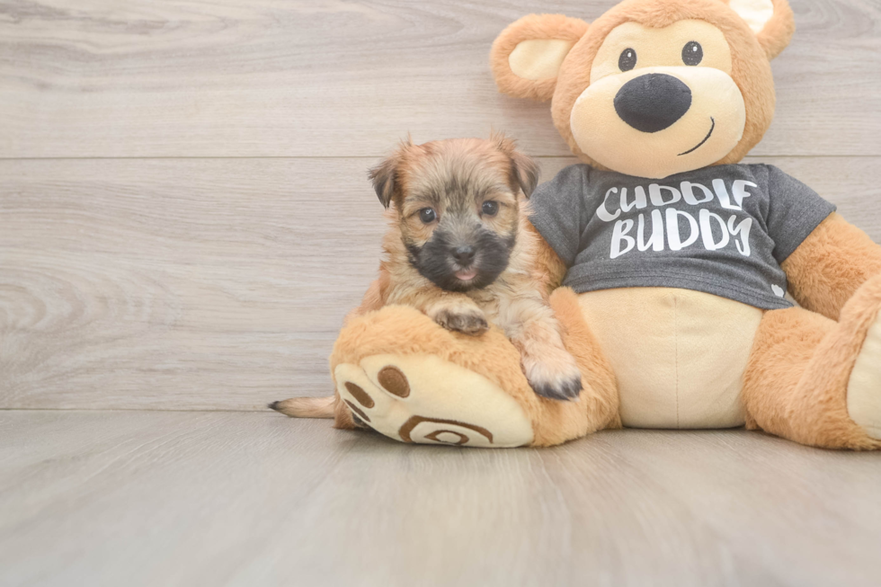 Morkie Puppy for Adoption