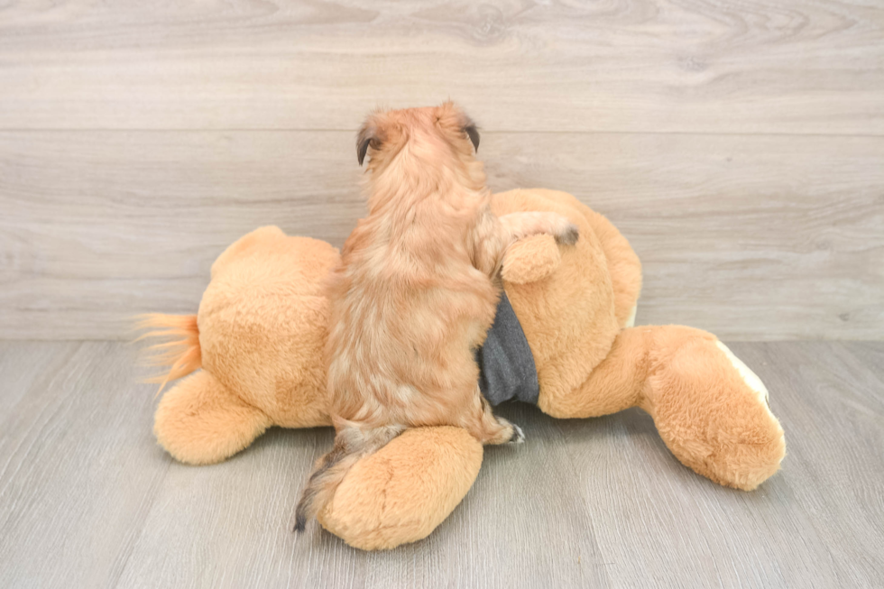 Morkie Puppy for Adoption