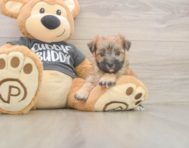 8 week old Morkie Puppy For Sale - Premier Pups