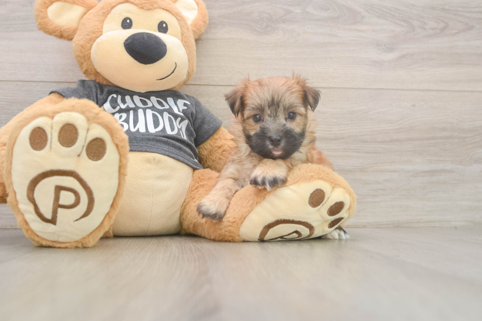 Morkie Puppy for Adoption