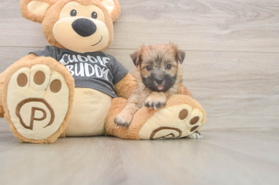 Morkie Puppy for Adoption
