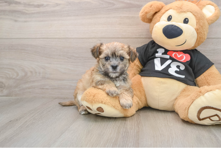 Playful Yortese Designer Puppy