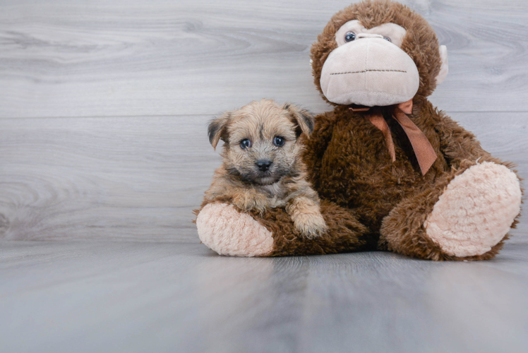 Energetic Yorkie Designer Puppy