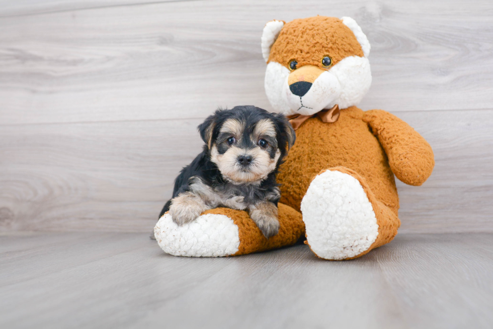 Adorable Yorkie Designer Puppy