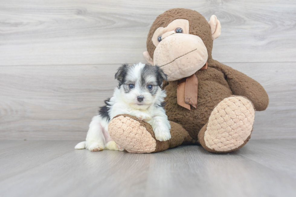 Fluffy Morkie Designer Pup