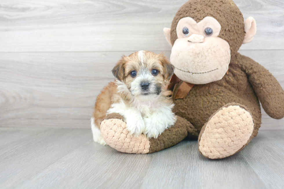 Cute Morkie Baby