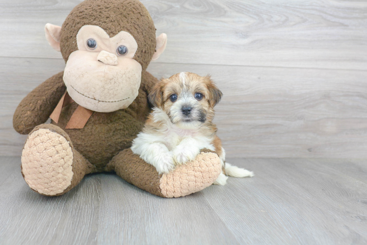 Adorable Yorkie Designer Puppy