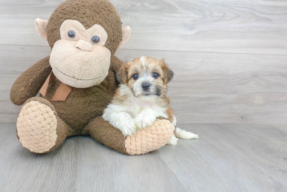 Adorable Yorkie Designer Puppy