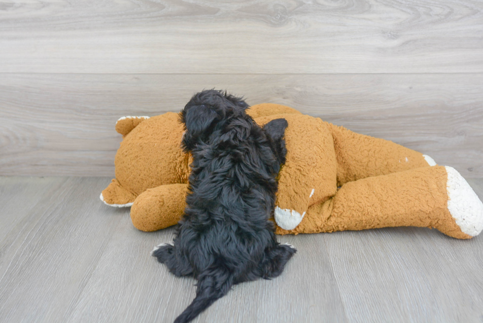 Morkie Pup Being Cute