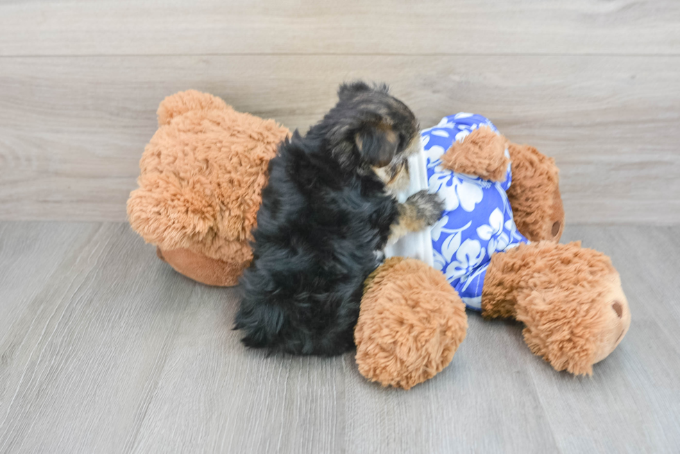 Morkie Puppy for Adoption