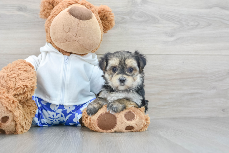 Morkie Pup Being Cute