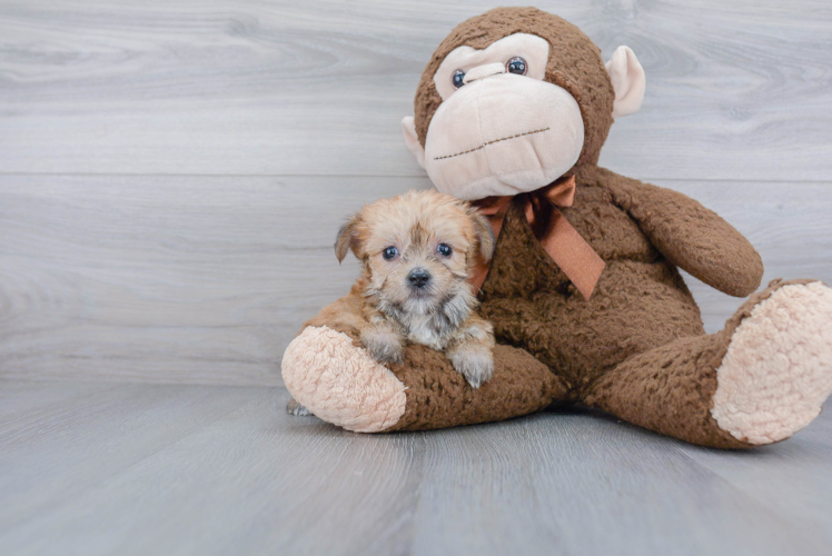 Best Morkie Baby