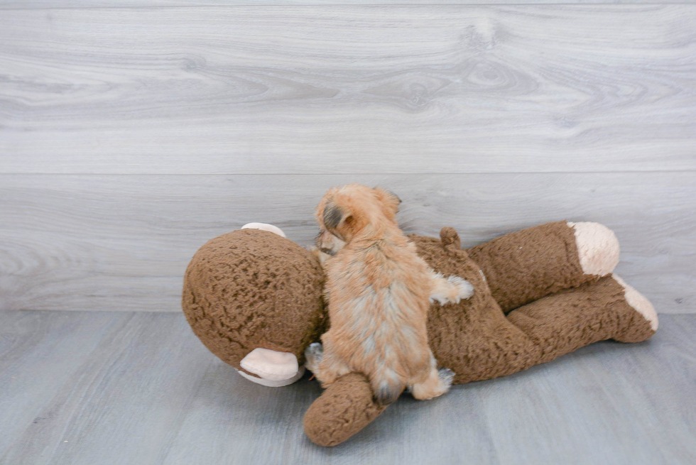 Morkie Pup Being Cute