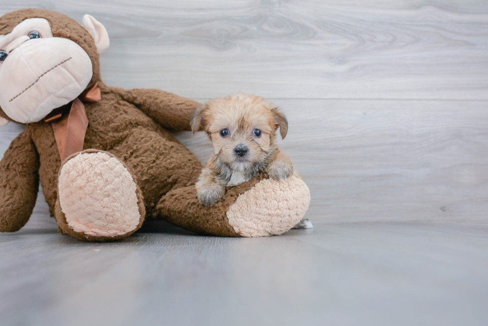 Morkie Puppy for Adoption