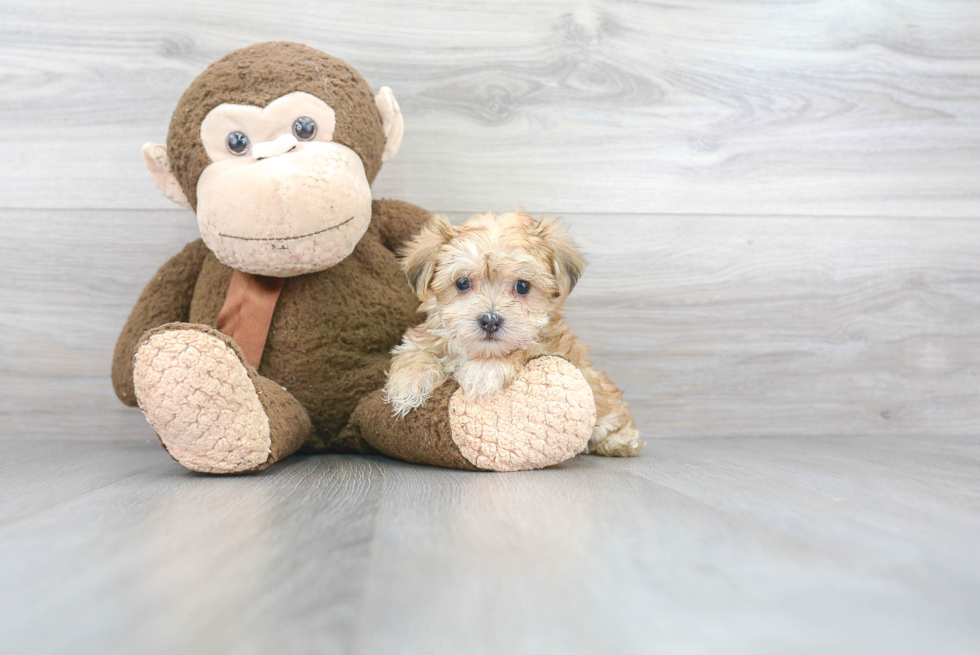 Morkie Pup Being Cute