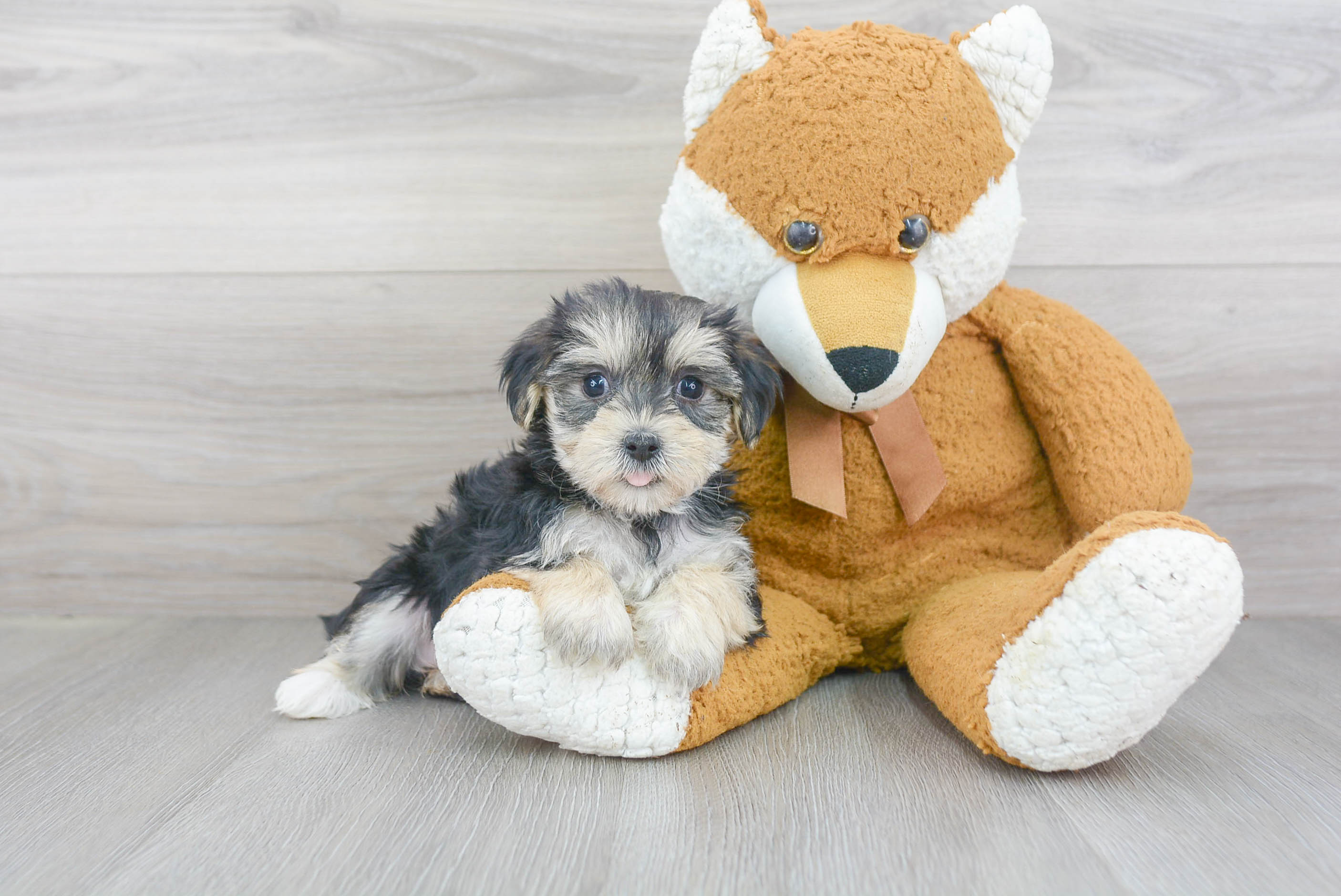 Morkie Puppy for Adoption