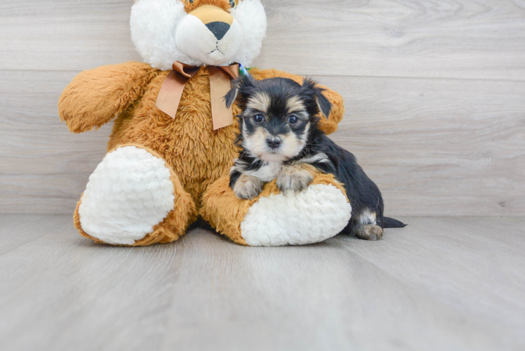 Morkie Pup Being Cute