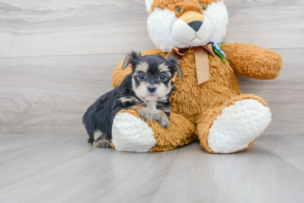 Morkie Pup Being Cute