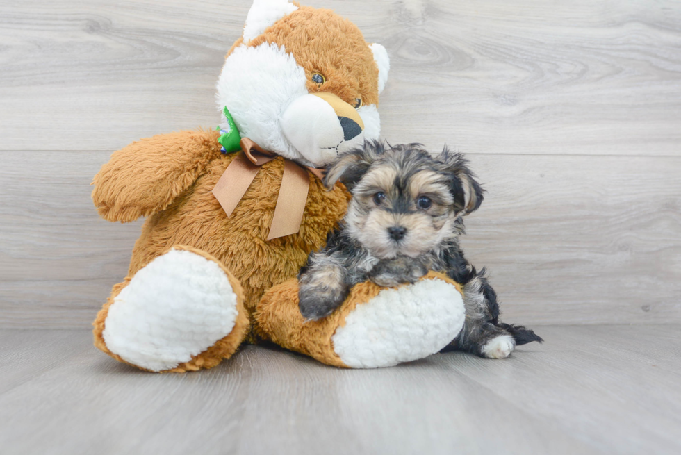 Small Morkie Baby