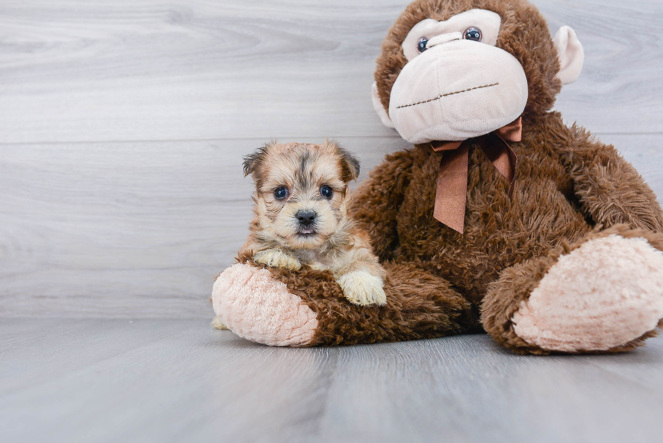 Fluffy Morkie Designer Pup