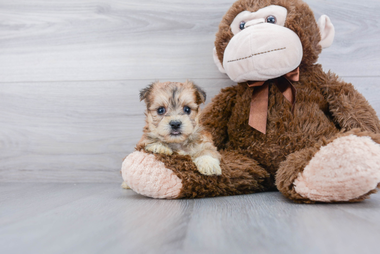 Fluffy Morkie Designer Pup