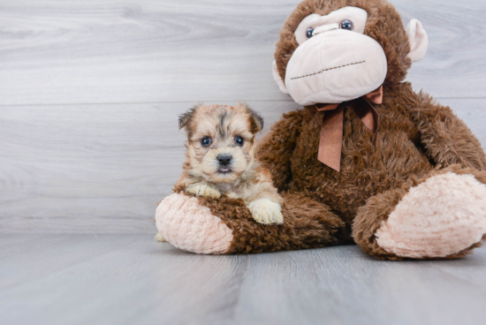 Fluffy Morkie Designer Pup