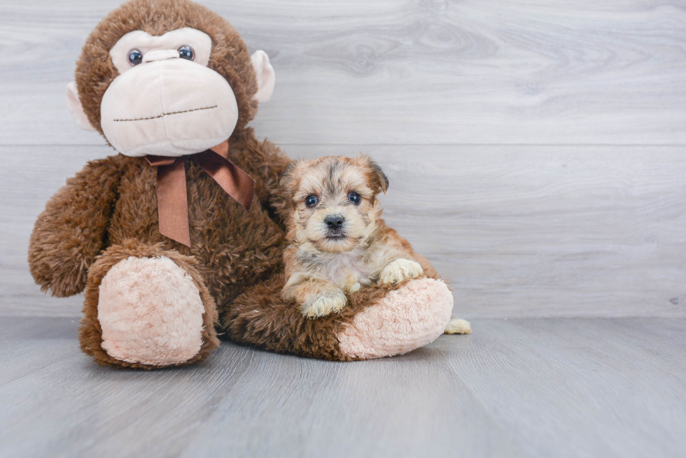 Energetic Yorkie Designer Puppy