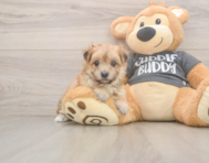 8 week old Morkie Puppy For Sale - Premier Pups