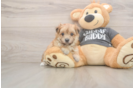Fluffy Morkie Designer Pup